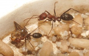 Mes colonies (funkyben), DSC00339.JPG