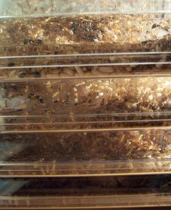 **Fin**[Blog] Camponotus maculatus, maculatus32102.jpg