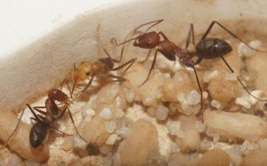 Mes colonies (funkyben), DSC00338.JPG