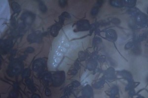 [Blog] Messor barbarus de Matty, m_b_bi00.JPG