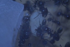 [Blog] Messor barbarus de Matty, m_b_bi01.JPG
