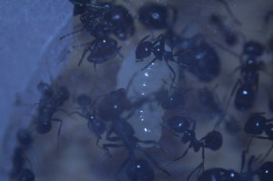 [Blog] Messor barbarus de Matty, m_b_bi03.JPG