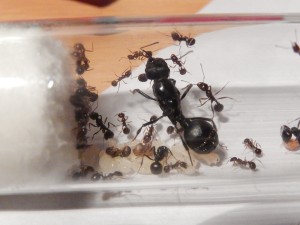 [Blog] Messor arenarius, DSCN0126.jpg