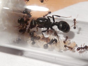 [Blog] Messor arenarius, DSCN0129.jpg