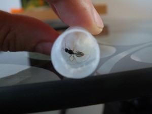 Princesse fécondée trouvée ?, frf&.jpg