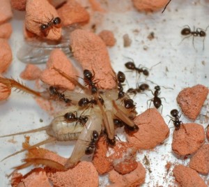 [Blog] La colonie de Miss Lasius, DSC_0254.JPG
