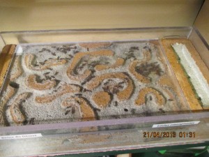 Vue de près sur le nid ouvert, [Blog] Des Lasius emarginatus de l'I-D-E-MYR.