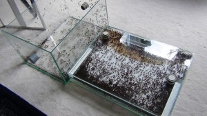 **Fin** [Blog] Camponotus consobrinus, 1.jpg