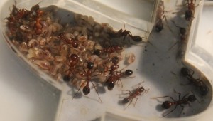 Une partie des larves de première génération. On peut observer le polymorphisme entre les ouvrières., [Blog] Manica rubida de Boubou