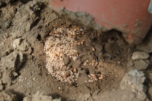 Lasius sp sous pot de persil., Fourmis en serre