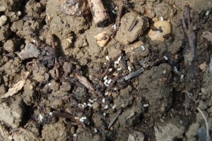 Tetramorium sp après arrosage..., Fourmis en serre