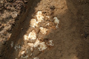Solenopsis sp sous une dalle, Fourmis en serre