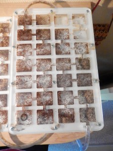 [Blog] Pheidole pallidula de sub012, DSCN0309.jpg