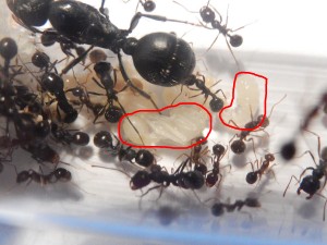 [Blog] Messor arenarius, DSCN0345.jpg