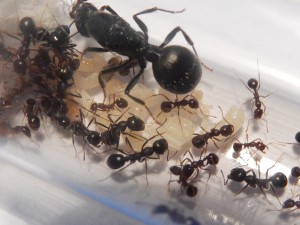 [Blog] Messor arenarius, DSCN0346.jpg
