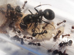 [Blog] Messor arenarius, DSCN0347.jpg