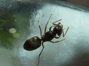 [Chthonolasius] Lasius à fondation dépendante ?, P1160436.JPG
