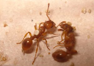 Parasite sur Myrmica scabrinodis?, parasite.jpg