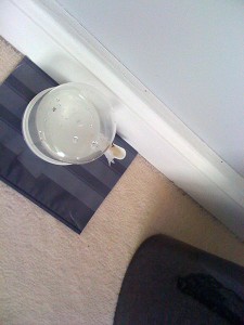 [Q/R] Camponotus consobrinus, IMG_0551.JPG