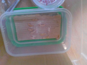 Mes élevages nourricier de ténébrions et grillons, IMG_20130625_171248.jpg