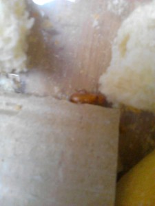 Mes élevages nourricier de ténébrions et grillons, IMG_20130708_173021.jpg