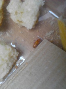 Mes élevages nourricier de ténébrions et grillons, IMG_20130708_173051.jpg