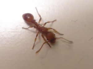 Parasite sur Myrmica scabrinodis?, parasite2.jpg