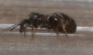 Gyne 2, [Lasius] 2 gynes parisiennes