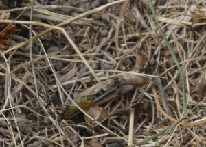 Les Myrmica, fourmis opportunistes ?, F vs M 2.PNG