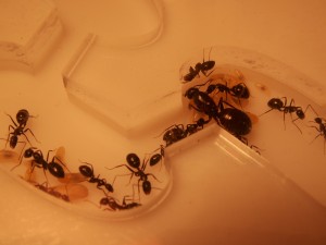 [Blog] Les colonies de Reversi, c3.jpg