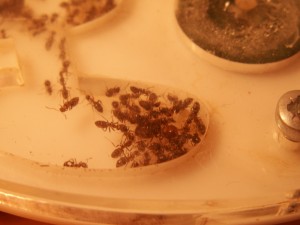 [Blog] Les colonies de Reversi, l2.jpg