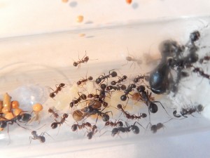 [Blog] Messor arenarius, DSCN0619.jpg