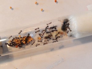 [Blog] Messor arenarius, DSCN0625.jpg