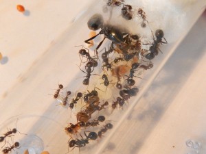 [Blog] Messor arenarius, DSCN0631.jpg