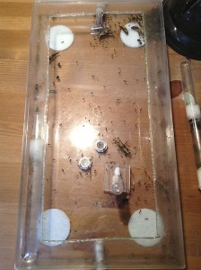 [Blog] Les Messor barbarus d'Etienne, IMG_0676.jpg