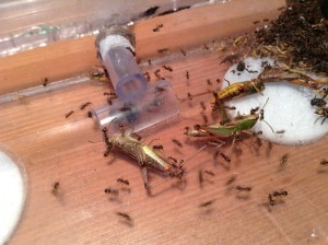 [Blog] Les Messor barbarus d'Etienne, IMG_0700.JPG