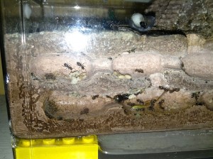 [Blog] Les Messor barbarus d'Etienne, IMG_0694.JPG