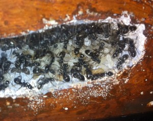 [Blog] Les Formica fusca de Raphaël, Photo14.jpg