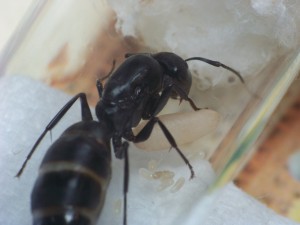[Blog] Camponotus vagus, 100_2419.JPG