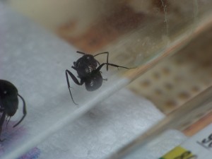 Et on réessaie de son côté !, [Blog] Camponotus vagus