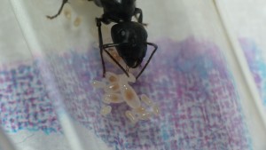 On attrape la larve du bout des antennes., [Blog] Camponotus vagus