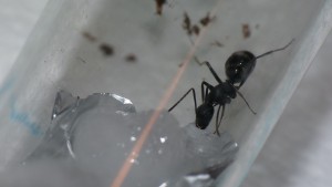 [Blog] Camponotus vagus, P1040094.JPG