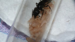 Ca déboooorde !, [Blog] Camponotus vagus