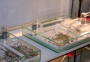 [Q/R] Camponotus consobrinus, file.jpg