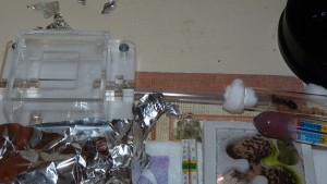 [Blog] Camponotus vagus, P1040108.JPG