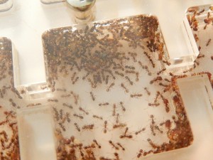 [Q/R] Pheidole pallidula de sub012, DSCN0433.JPG