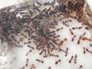 [Q/R] Pheidole pallidula de sub012, DSCN0441.JPG