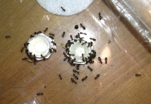 [Blog] Les Messor barbarus d'Etienne, IMG_0722.jpg