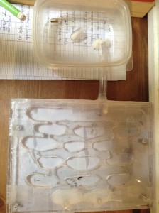 [Blog] Les Messor barbarus d'Etienne, IMG_0733.jpg