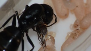 On voit bien ici le cellophane qui entoure la nymphe ^^, [Blog] Camponotus vagus